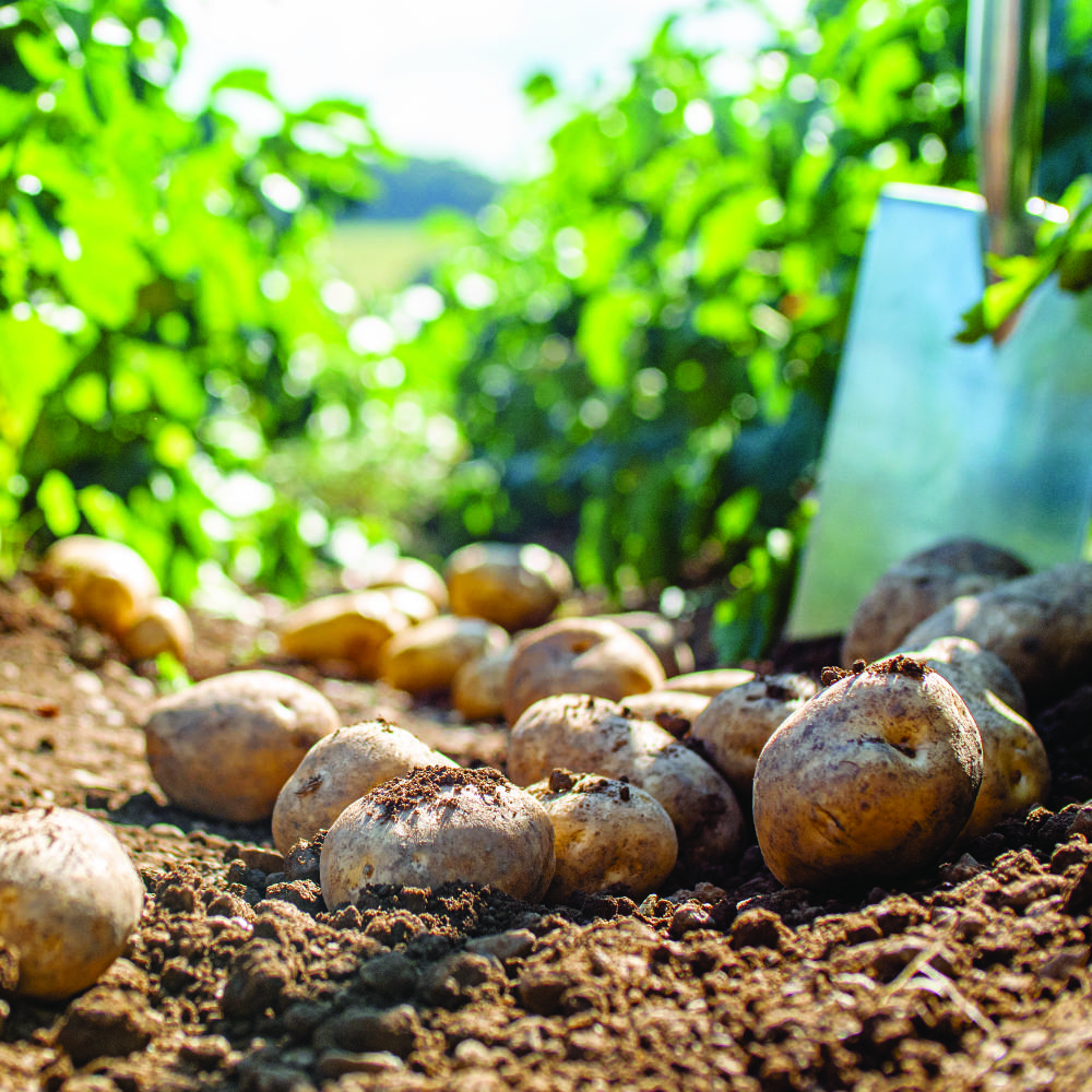 Potatoes Bumper Harvest expected this year!